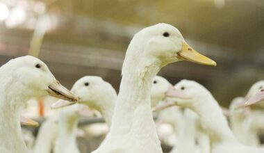 Tomassen Duck-To probeert forse dwangsommen te ontlopen