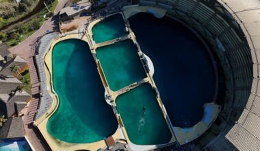 Achtergelaten orka’s Wikie en Keijo verhuizen als het aan Frankrijk ligt naar een opvang aan de Canadese kust