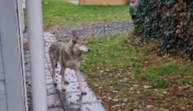 De wolf en de 7 feitjes: niet alles is wat het lijkt op vakantiepark De Waarbeek
