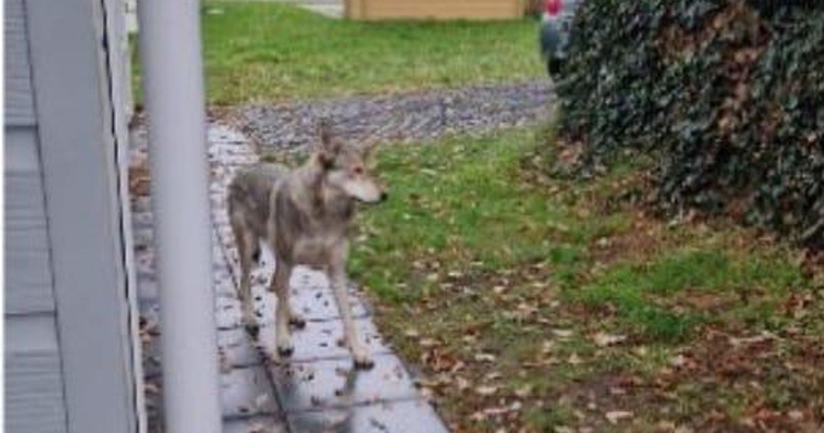 De wolf en de 7 feitjes: niet alles is wat het lijkt op vakantiepark De Waarbeek