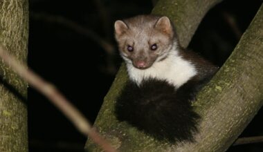 Provincie mag 250 steenmarters doden om weidevogel te beschermen