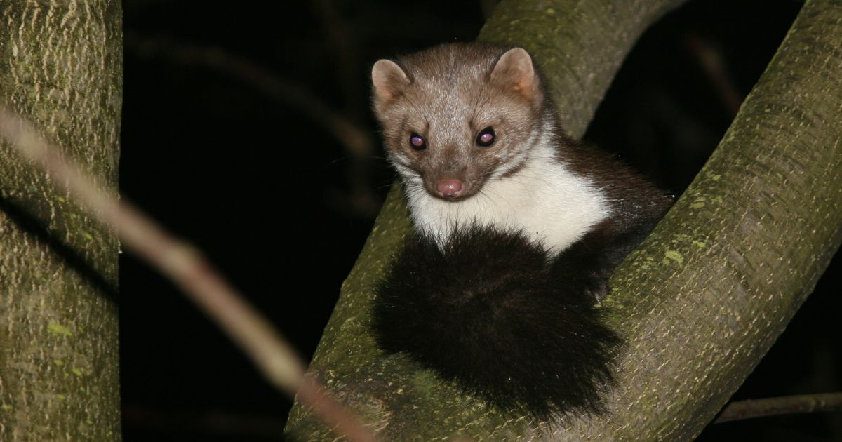 Provincie mag 250 steenmarters doden om weidevogel te beschermen