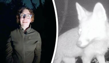 Horrorgeluiden, fietsende blote mannen en jonge stelletjes betrappen: boswachters maken ’s nachts van alles mee