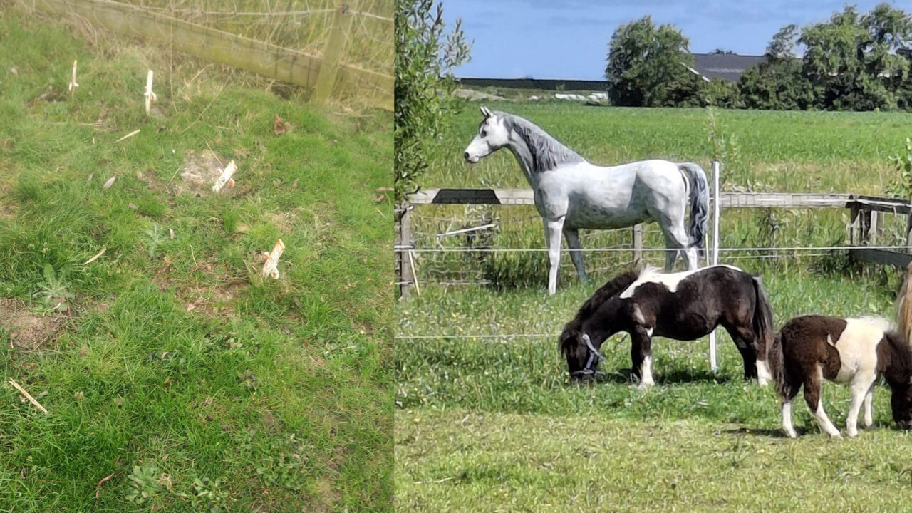 Kunstpaard Freya verdwenen uit weiland in Blije