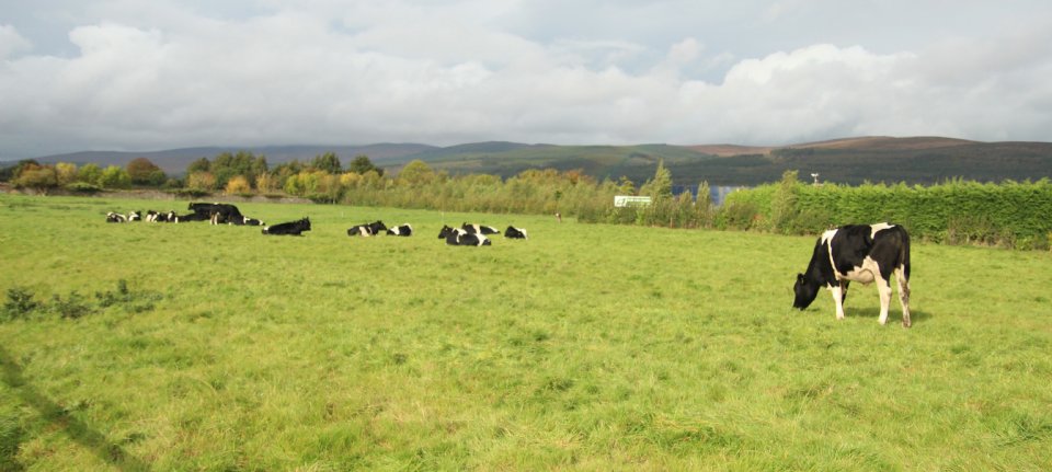 Ierland krijgt nieuwe derogatie voor periode van drie jaar