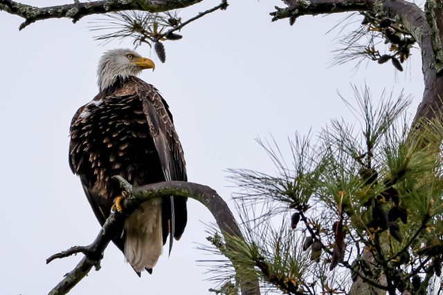 Een Amerikaanse zeearend in een boom op een golfbaan in Florida waar op dat moment toernooi wordt gehouden, maart 2022.

