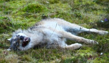 Weer dode wolf gevonden in Drenthe: tweede in twee dagen tijd