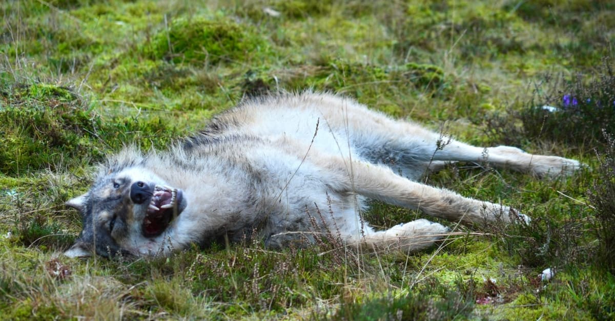 Weer dode wolf gevonden in Drenthe: tweede in twee dagen tijd