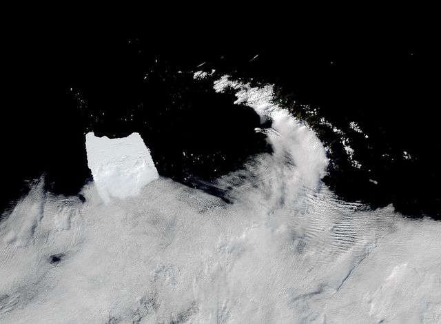 De linker ijsvlakte op deze sattellietfoto is ijsberg A23a, de grootste ter wereld. De ijsberg, die in 1986 al afbrak van Antarctica, raakte in 2020 op drift. In 2022 kwam hij in een stroomversnelling, en dreef richting South Georgia (rechts op de foto, deels bedekt door de wolken). Dit eiland is rijk aan zeehonden, pinguïns en albatrossen. Momenteel is de ijsberg weer stil komen te liggen, zo’n negentig kilometer van South Georgia af, en vormt net geen bedreiging voor het rijke leven op het eiland. Voor wetenschappers is en blijft A23a een interessant studieobject: de gedragingen van de ijsberg in steeds warmere gebieden is potentieel van belang om te weten hoe het later met Antarctica zelf zal gaan.