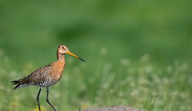 Albert Heijn past zuivelpakken aan na klacht Wakker Dier