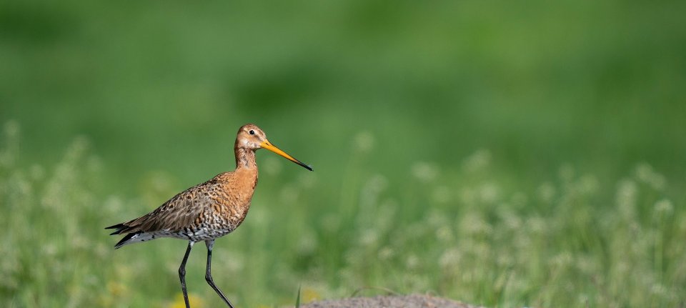 Albert Heijn past zuivelpakken aan na klacht Wakker Dier