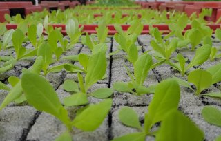 Jonge groentenplanten van Jongerius.