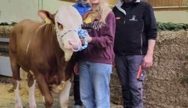 Fleckvieh-stier verlaat Duitse veiling voor 166.000 euro