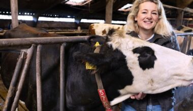 Melkveehouder Uitentuis: 'Ook veel buiten bedrijf actief, omdat het bij ons kan'
