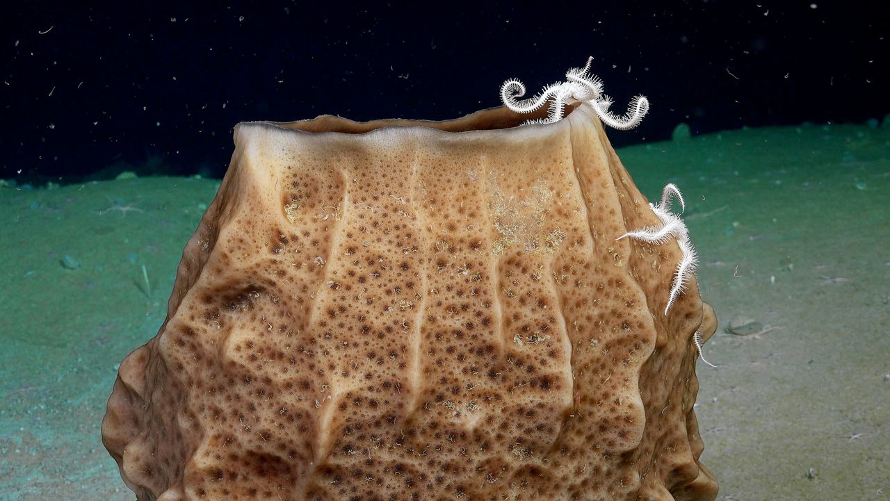 Slangsterren – stekelhuidige zeedieren die nauw verwant zijn aan zeesterren – klimmen op een spons, op 215 meter diept.