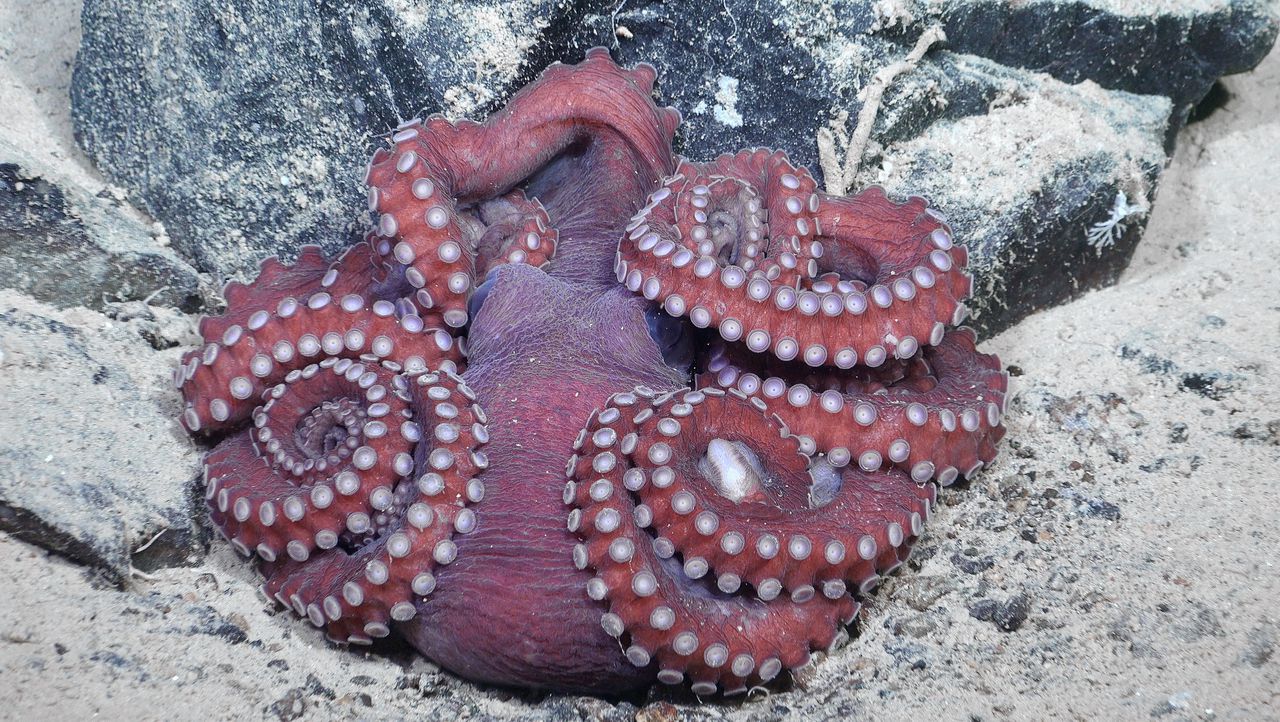 Een octopus zit op de bodem van de Bellingshausenzee, op een diepte van 1150 meter. Hij lijkt zich te beschermen tegen het licht van de onderzeeër.