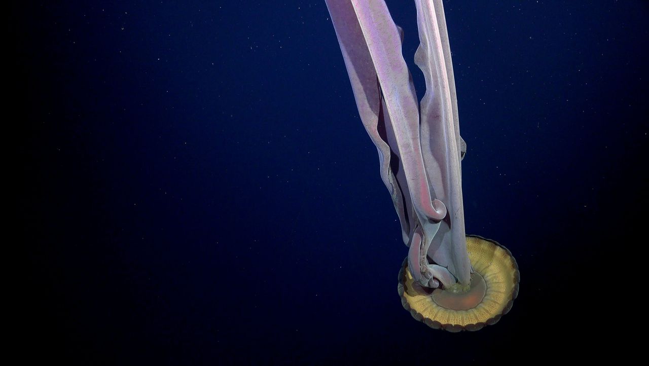 Een Stygiomedusa gigantea, een diepwaterkwal die zelden gezien wordt. Dit exemplaar werd in de Bellingshausenzee gefotografeerd. Deze kwallen zijn gigantisch: het lijf kan een meter in doorsnee zijn, en zijn tentakels kunnen langer dan 10 meter worden.