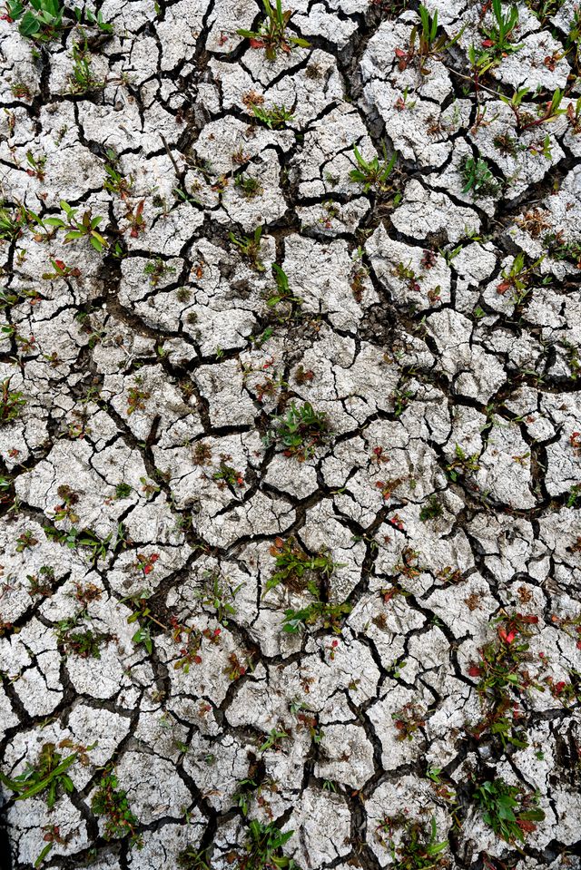 Hoewel het soms met een lichtje zoeken is, is er her en der ook wat positiever nieuws te melden over het klimaat. Neem bijvoorbeeld dit project van waterregulatie in de Oostvaardersplassen. Sommige moerasgebieden werden tijdelijk drooggelegd, waardoor riet en andere vegetatie weer een kans krijgt om te groeien – wat weer goed is voor de vogels in het gebied.