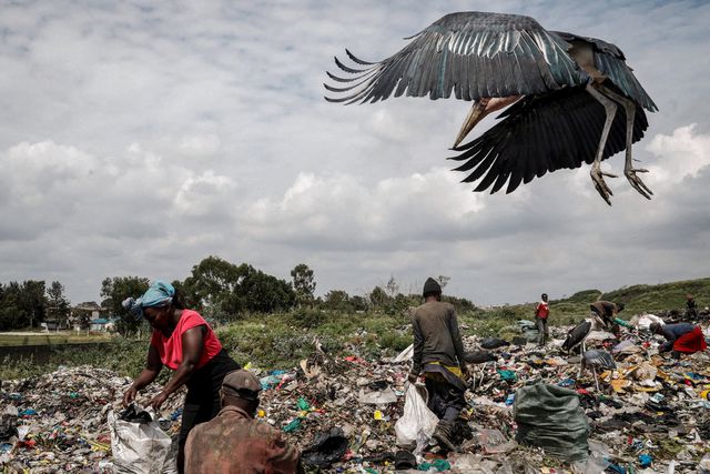 Een Afrikaanse maraboe (familie van de ooievaar) komt aanvliegen bij vuilnisstortplaats Dandora, aan de rand van de Keniaanse hoofdstad Nairobi. Jutters zoeken naar recyclebare stukken plastic tussen het afval.