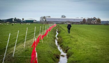 Provincie wil GW4890m afschieten, dit weten we over deze probleemwolf