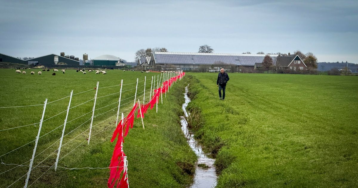 Provincie wil GW4890m afschieten, dit weten we over deze probleemwolf