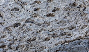 Duizenden verticale dinosporen op een Italiaanse bergwand