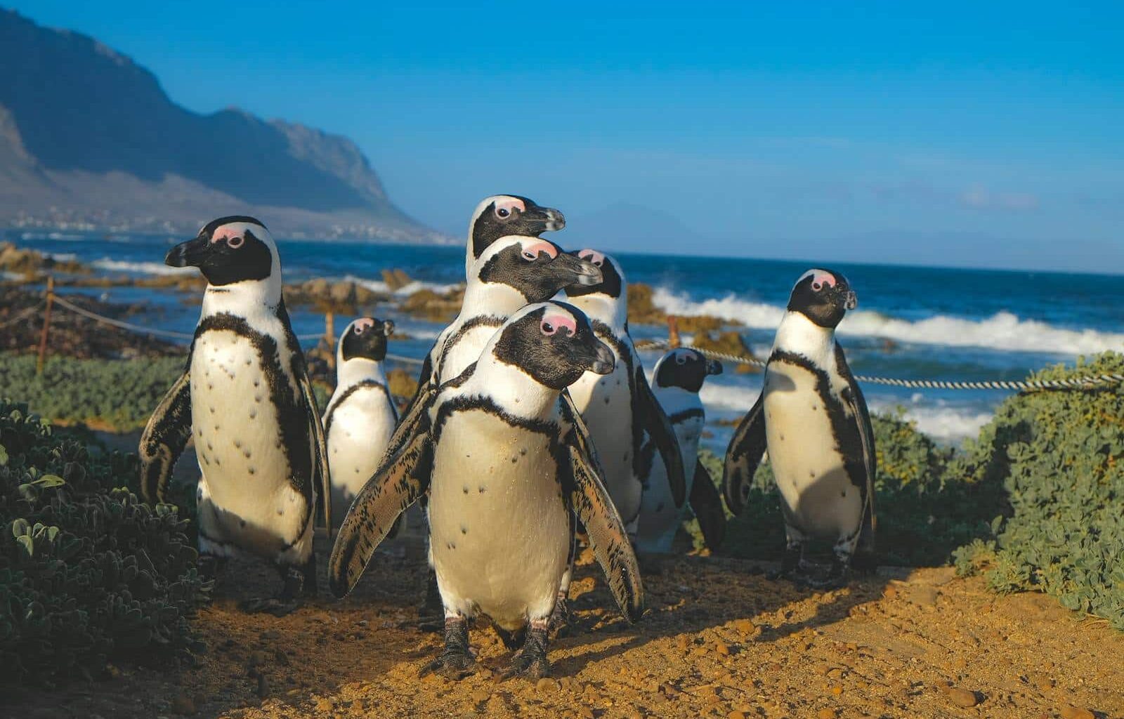 Pinguïns in Zuid-Afrika massaal verhongerd