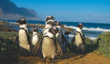 Pinguïns in Zuid-Afrika massaal verhongerd