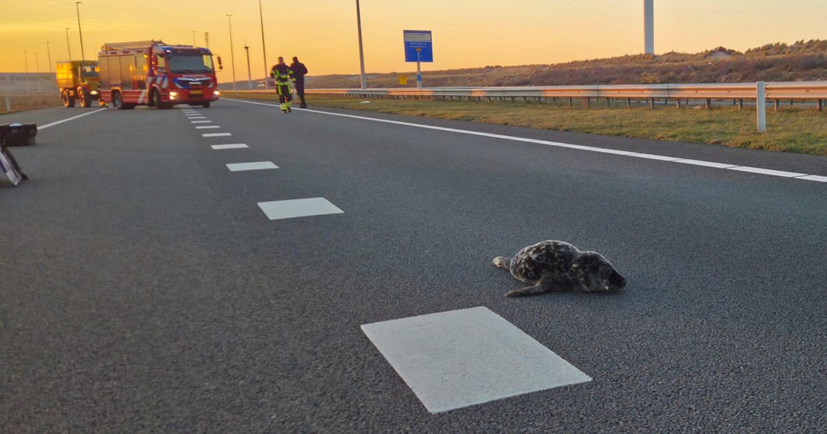 Gewonde zeehondenpup gered van N-weg: 'Hij heeft een ontzettende mazzel gehad' - Rijnmond