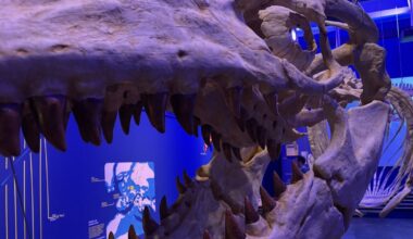 Maastrichtse mosasaurus Bèr had zoetwaterneefje, blijkt uit nieuw onderzoek