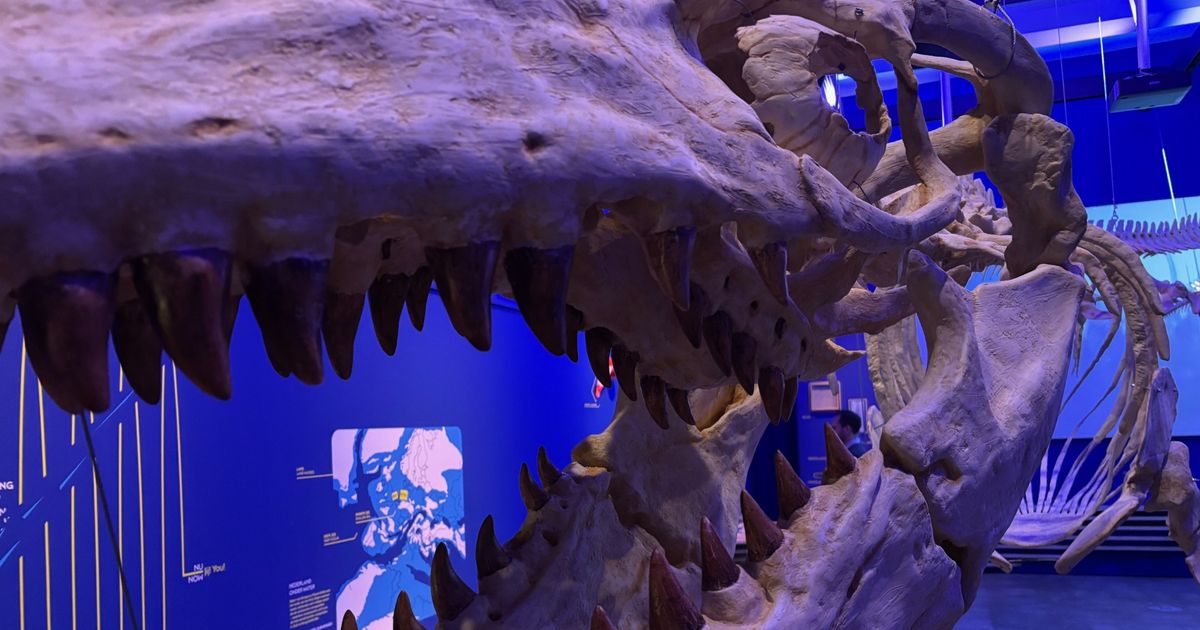 Maastrichtse mosasaurus Bèr had zoetwaterneefje, blijkt uit nieuw onderzoek