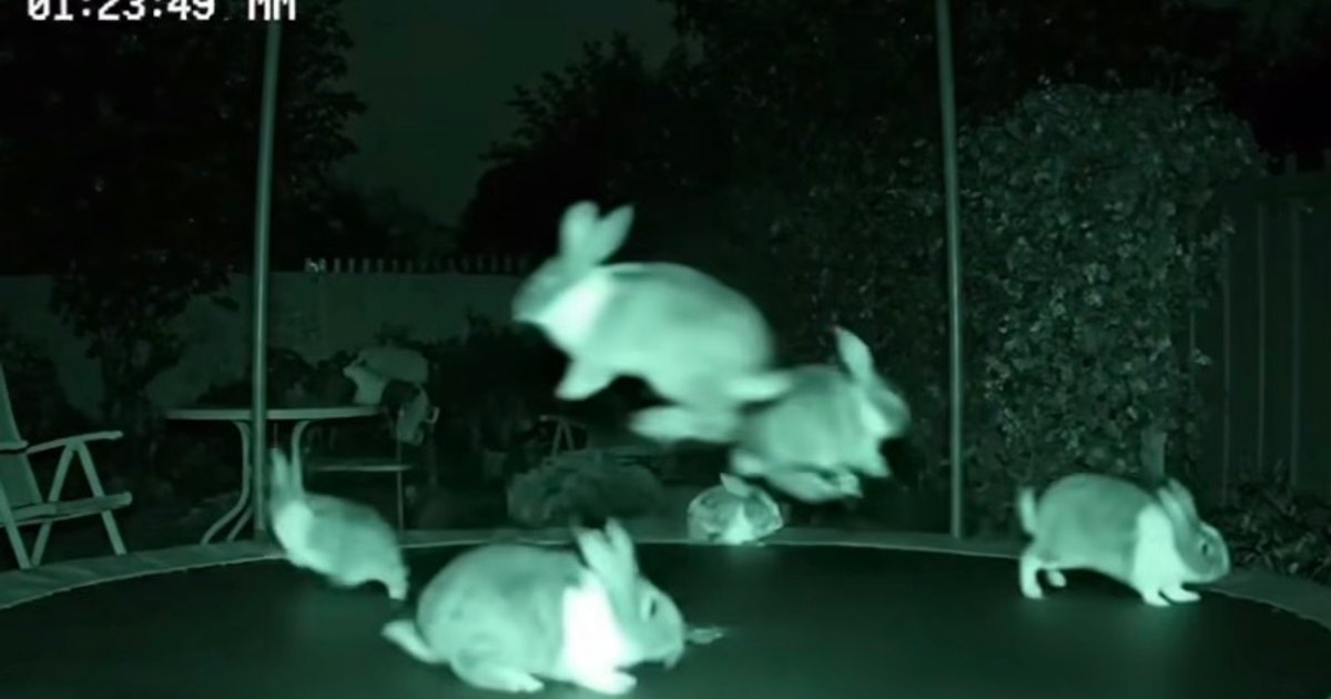 Door AI gegeneerde konijnen op trampoline