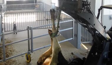 Veehandelaar geeft stroomstoten aan uitgeputte koe en sleept haar weg met touw