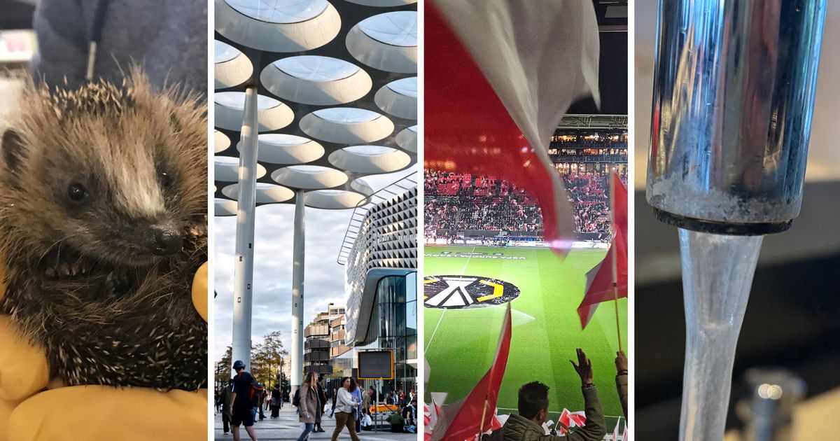 Van besmet drinkwater tot graffiti-egel Wimpie: deze Utrechtse onderwerpen helpen jou het kerstdiner door