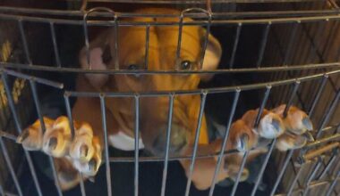 Tientallen honden in beslag genomen en agent mishandeld bij fokkerij in Paasloo - RTV Oost