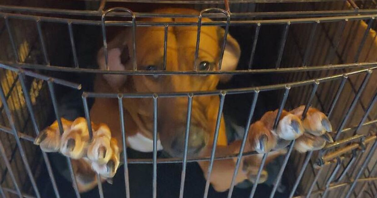 Tientallen honden in beslag genomen en agent mishandeld bij fokkerij in Paasloo - RTV Oost