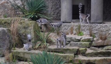 Lemuren zitten nu in het oude leeuwenverblijf van Artis