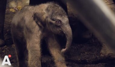 Kerstkind in Artis: olifantje geboren in de kerstnacht
