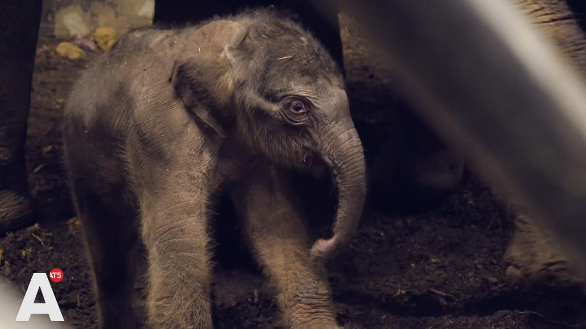 Kerstkind in Artis: olifantje geboren in de kerstnacht
