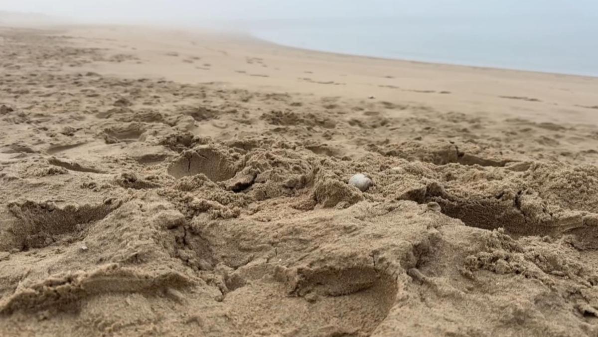 Botresten op strand van Schoorl blijken van al jaren vermiste Belgische man