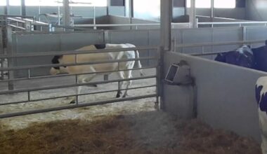 Verborgen camera's laten ernstige dierenmishandeling zien in Noordbeemster