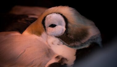 Zeldzame brileider in kritieke toestand opgevangen in Ecomare