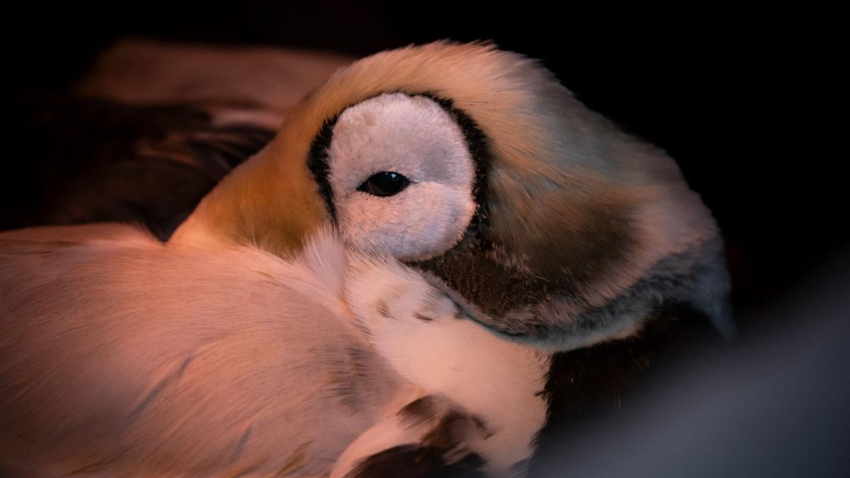 Zeldzame brileider in kritieke toestand opgevangen in Ecomare