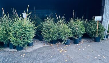 Sinterklaas is vertrokken, de kerstboom komt in huis: 'Denk dat het heel erg druk wordt'