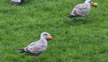 Oliebollen populair, carbid knalt door de hele provincie