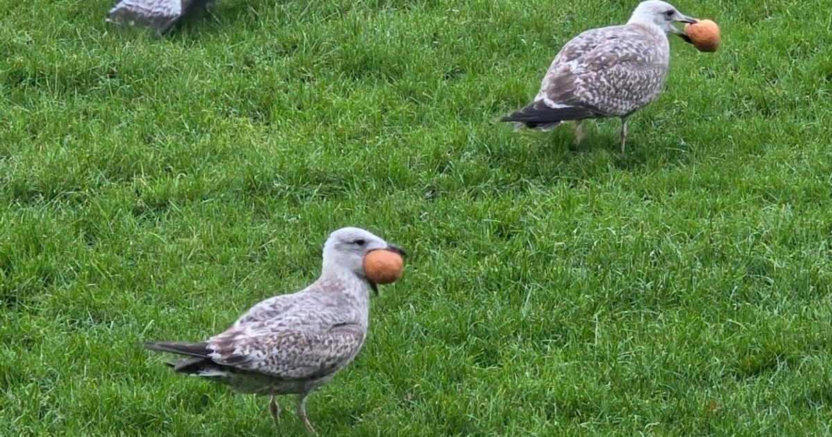 Oliebollen populair, carbid knalt door de hele provincie