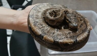 Voorbijganger vindt zieke koningspython in bushokje IJsselstein