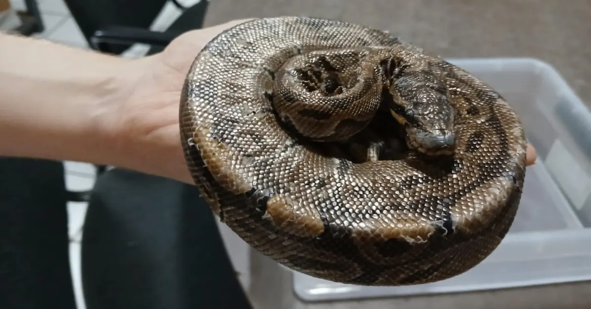 Voorbijganger vindt zieke koningspython in bushokje IJsselstein