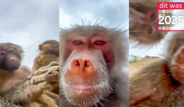 Deze dieren stalen de show in 2025