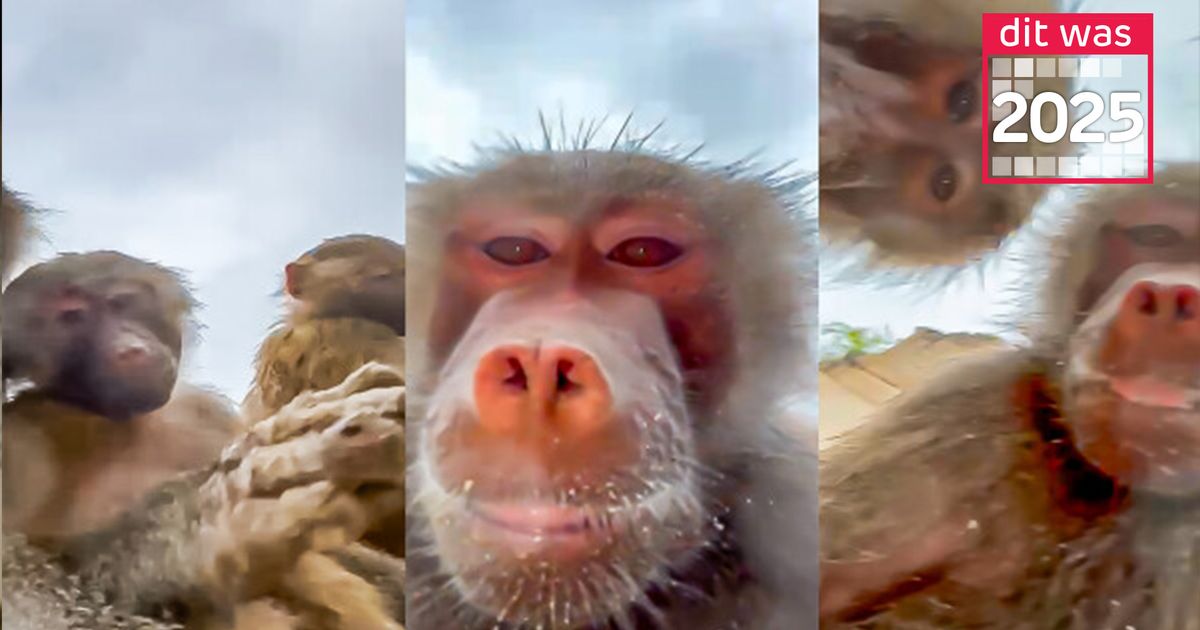 Deze dieren stalen de show in 2025